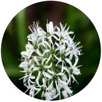 Allium Hookeri
