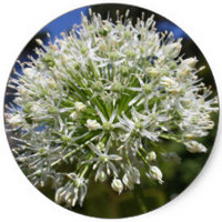 Allium Giganteum