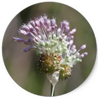 Ajo Silvestre: Allium Vineale