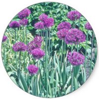 Chives - Allium Sphaerocephalon