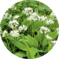 Allium Ursinum