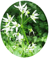 Allium Ursinum