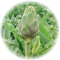 Alcachofa: Cynara Scolymus