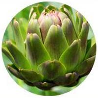 Alcachofa: Cynara Scolymus