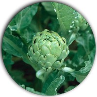 Alcachofa: Cynara Scolymus