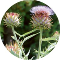 Alcachofa: Cynara Scolymus