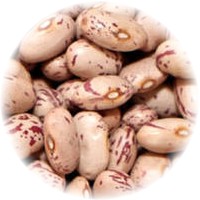Pinto Bean - Phaseolus Lunatus