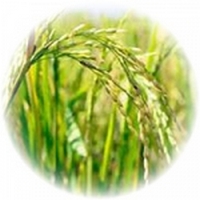 Arroz - Oryza Sativa