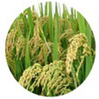Arroz - Oryza Sativa