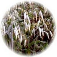 Avena - Oats - Avoine