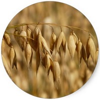 Avena - Oats - Avoine
