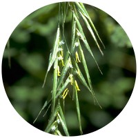 Avena - Oats - Avoine