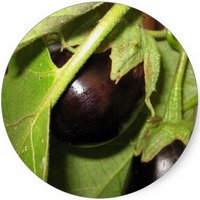 Berenjena - Solanum Melongena
