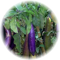 Aubergine - Solanum Melongena