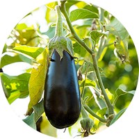 Berenjena - Solanum Melongena