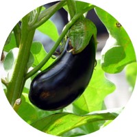 Berenjena - Solanum Melongena