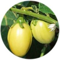 Aubergine - Solanum Melongena