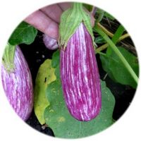 Berenjena - Solanum Melongena