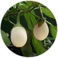 Berenjena - Solanum Melongena