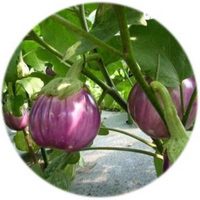 Aubergine - Solanum Melongena