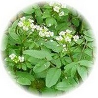 Berro - Nasturtium - Cresson - Watercress