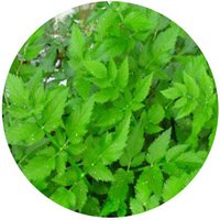 Berro - Nasturtium - Cresson - Watercress