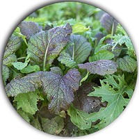 Brassica - Asian Greens