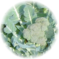 Brecol - Brassica Oleracea Italica