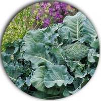 Brecol - Brassica Oleracea Italica