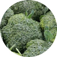 Brecol - Brassica Oleracea