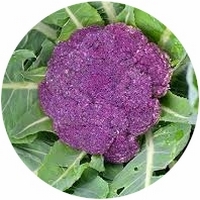 Brecol Morado - Brassica Oleracea Italica