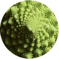 Brecol Romanesco- Brassica Oleracea var. Botrytis