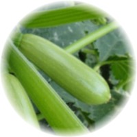 Cucurbita Pepo - Courgette