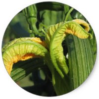 Cucurbita Pepo - Courgette