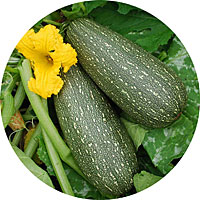 Cucurbita Pepo - Courgette