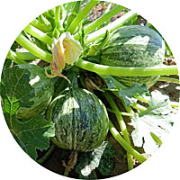 Cucurbita Pepo - Courgette