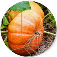 Calabaza: Cucurbita Pepo - Pumpkin - Squash