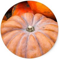 Calabaza: Cucurbita Pepo - Citrouille