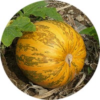 Calabaza - Autumn Squash - Citrouille