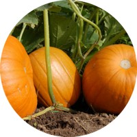 Calabaza - Squash - Citrouille