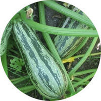 Calabaza - Squash - Citrouille