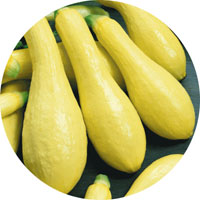 Straightneck Squash - Yellow Squash
