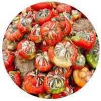 Cucurbita Maxima - Turban Squash