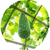 Benincasa - Wax Gourd