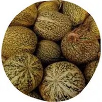 Cucurbita Ficifolia - Chilacayote