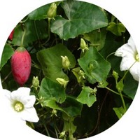 Calabaza Hiedra: Coccinia Grandis