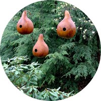 Calabaza de peregrino: Lagenaria Siceraria