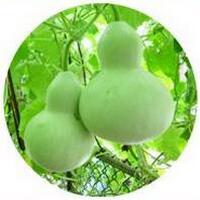 Calabaza de peregrino: Lagenaria Siceraria