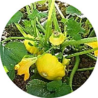 Pattypan Squash
