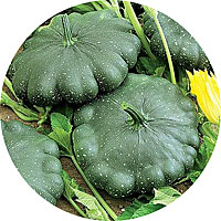 Pattypan Squash